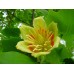 тюльпановое дерево (Лириодендрон )